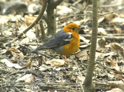 Orangeheaded-Thrush  Zoothera citrina