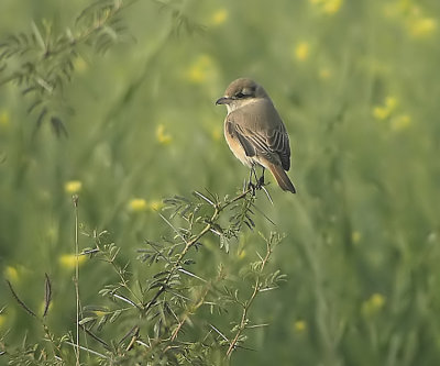 Isabelline Shrike  Lanius isabellinus