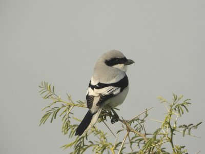 Southern Grey Shrike  Lanius meridionalis