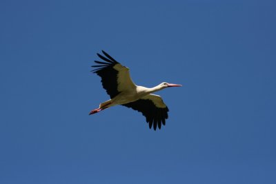 White Stork  Ciconia ciconia