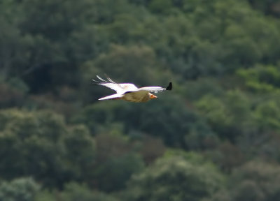 Egyptian Vulture  Neophron percnopterus