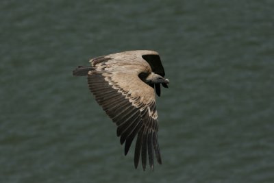 Eurasian Griffon Vulture  Gyps fulvus