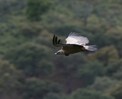 Eurasian Griffon Vulture  Gyps fulvus