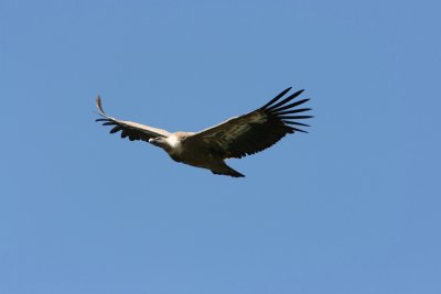 Eurasian Griffon Vulture  Gyps fulvus