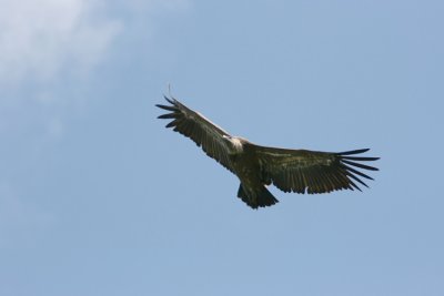 Eurasian Griffon Vulture  Gyps fulvus