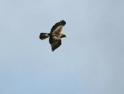 Booted Eagle  Aquila pennata