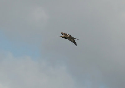 Spanish Imperial Eagle  Aquila adalberti