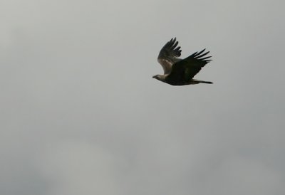 Spanish Imperial Eagle  Aquila adalberti