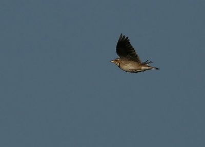 Calandra Lark  Melanocorypha calandra