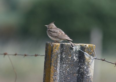 Crested Lark  Galerida cristata
