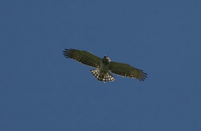 Short-toed Eagle  Circaetus gallicus
