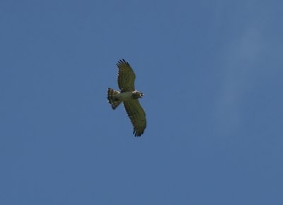 Short-toed Eagle  Circaetus gallicus