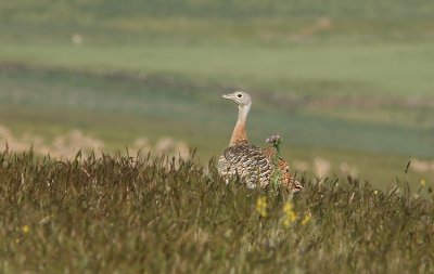 Great Bustard  Otis tarda