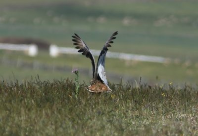 Great Bustard  Otis tarda