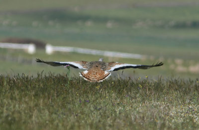 Great Bustard  Otis tarda
