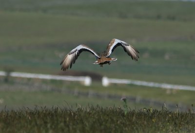 Great Bustard  Otis tarda