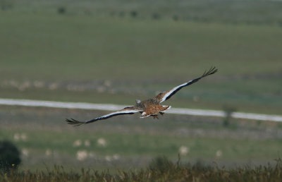 Great Bustard  Otis tarda