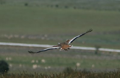 Great Bustard  Otis tarda