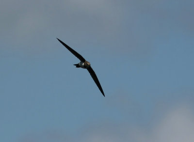 Alpine Swift  Apus melba
