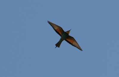 European Bee-eater  Merops apiaster
