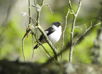 Collared Flycatcher  Ficedula albicollis