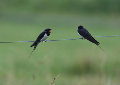 Barn Swallow  Hirundo rustica  Do you hear me?