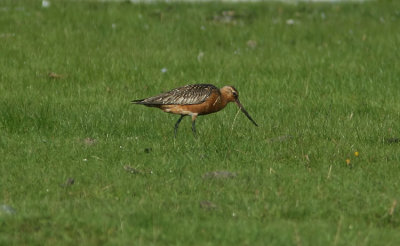Bar-tailed Godwit  Limosa lapponica