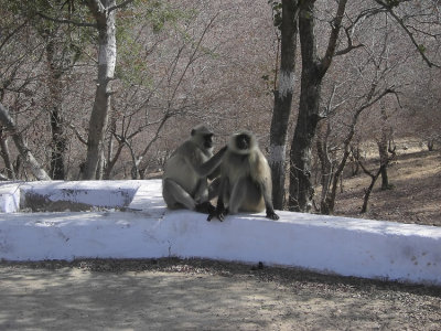 Hanumanlangur  India 2007