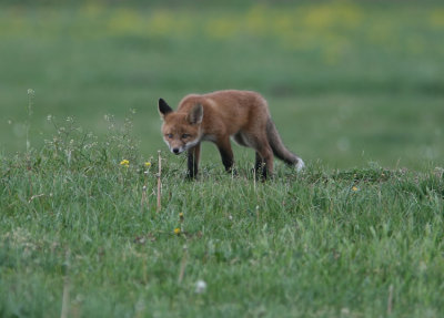 Red fox Sweden  2007