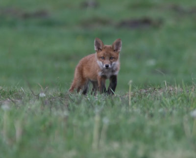 Red fox  Sweden  2007