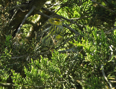 Cape-may-warbler Dendroica tigrina Cape may