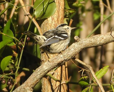 Black-and-white-Warbler-Miniotilta varia Cape may