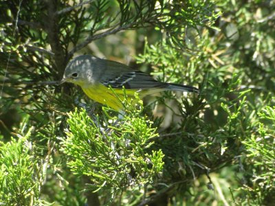 Magnolia-Warbler-Dendroica magnolia Cape May