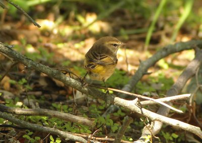 Palm-Warbler--Dendroica palmarum Cape May