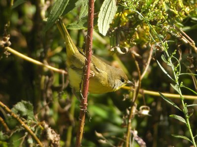 Common-Yellowthroat Geothlypis trichas Cape May
