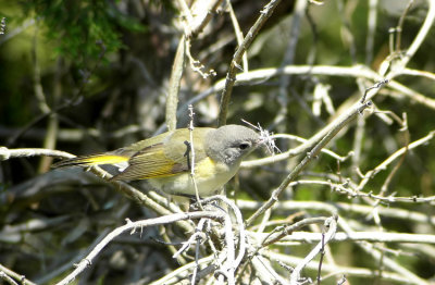 American Redstart Setophaga ruticilla Cape May