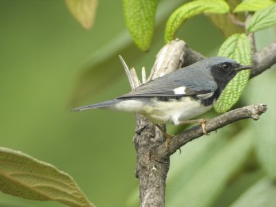 Blackthroated-blue-Warbler Dendroica caerulescens New York