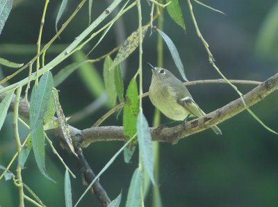 Ruby-crowned-Kinglet Regulus calendula New York