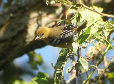 Baltimore-Oriole Icterus galbula Cape May