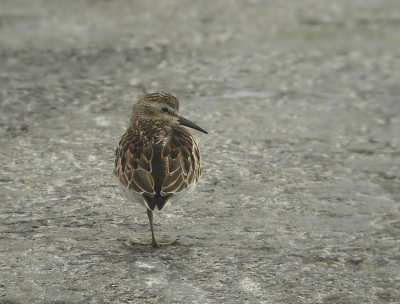 Least Sandpiper calidris minutilla Cape May