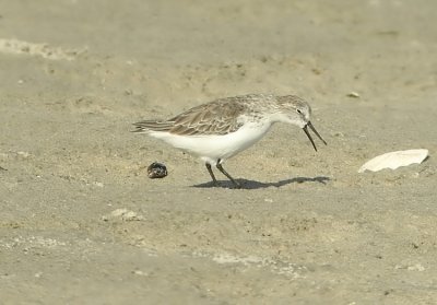 Western-Sandpiper Calidris mauri Cape May