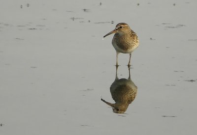 Pectoral Sandpiper Calidris melanotos Cape May