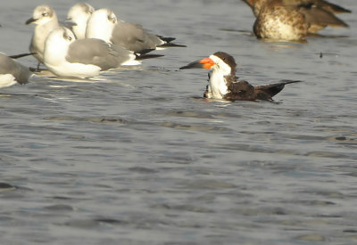 Am.-Skimmer Rynchops niger Cape May
