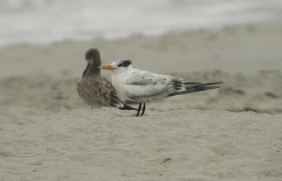 Royal Tern Sterna maxima Cape May