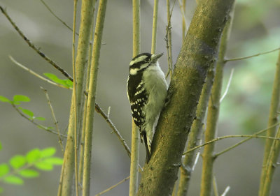 Downy-woodpecker--Picoides Pubescens Cape May