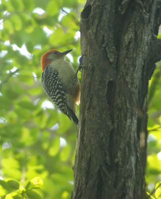 Redbellied-woodpecker--Melanerps carolinus New York