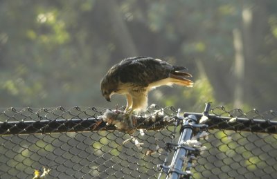 Red-tailed-Hawk Buteo jamaicensis New York