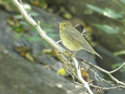 Swainsons thrush Catharus ustulatus New York