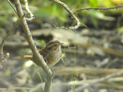 Swamp-Sparrow Melospiza georgiana New York