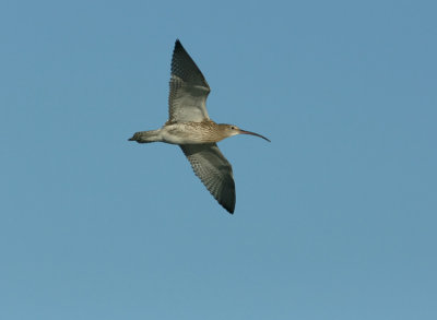 Eurasian Curlew  Numenius arquata